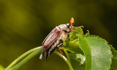 Country diary: A maybug wedding on the doorstep