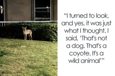 Woman Left Confused After Entitled Man Yells At Her To Put A Leash On Coyote