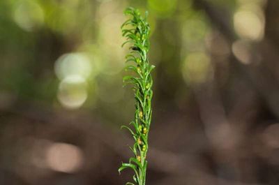 This tiny plant found to have world’s largest known genome