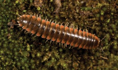 Sure, the Taylor Swift millipede is the least of our problems – but what we call wildlife matters