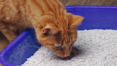 Is your cat allergic to litter? A vet's guide to signs and treatment