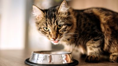 Vet reveals how to manage food aggression in cats