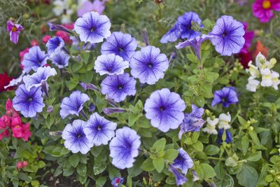 How to Grow and Care for Colorful and Bold Petunias — According to Experts