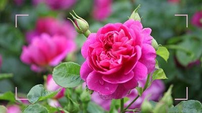 Monty Don reveals his secret for keeping roses flowering for as long as possible