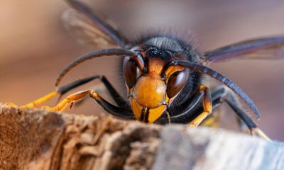 Asian hornets overwintered in UK for first time, DNA testing shows