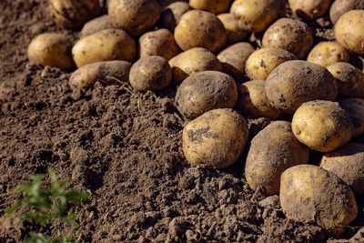 An Irish potato shortage may be near