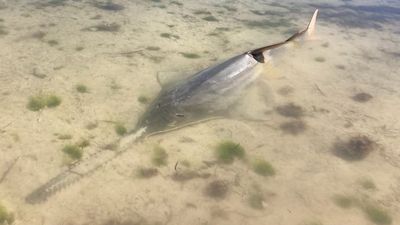 Florida's smalltooth sawfish mass die-off mystery deepens as lab results provide no clues