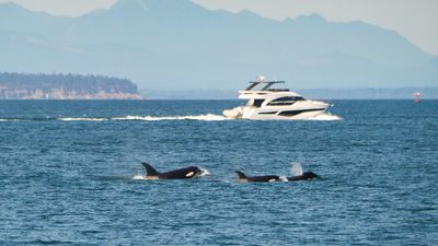 Orcas 'attacking' boats are actually just bored teenagers having fun, experts say