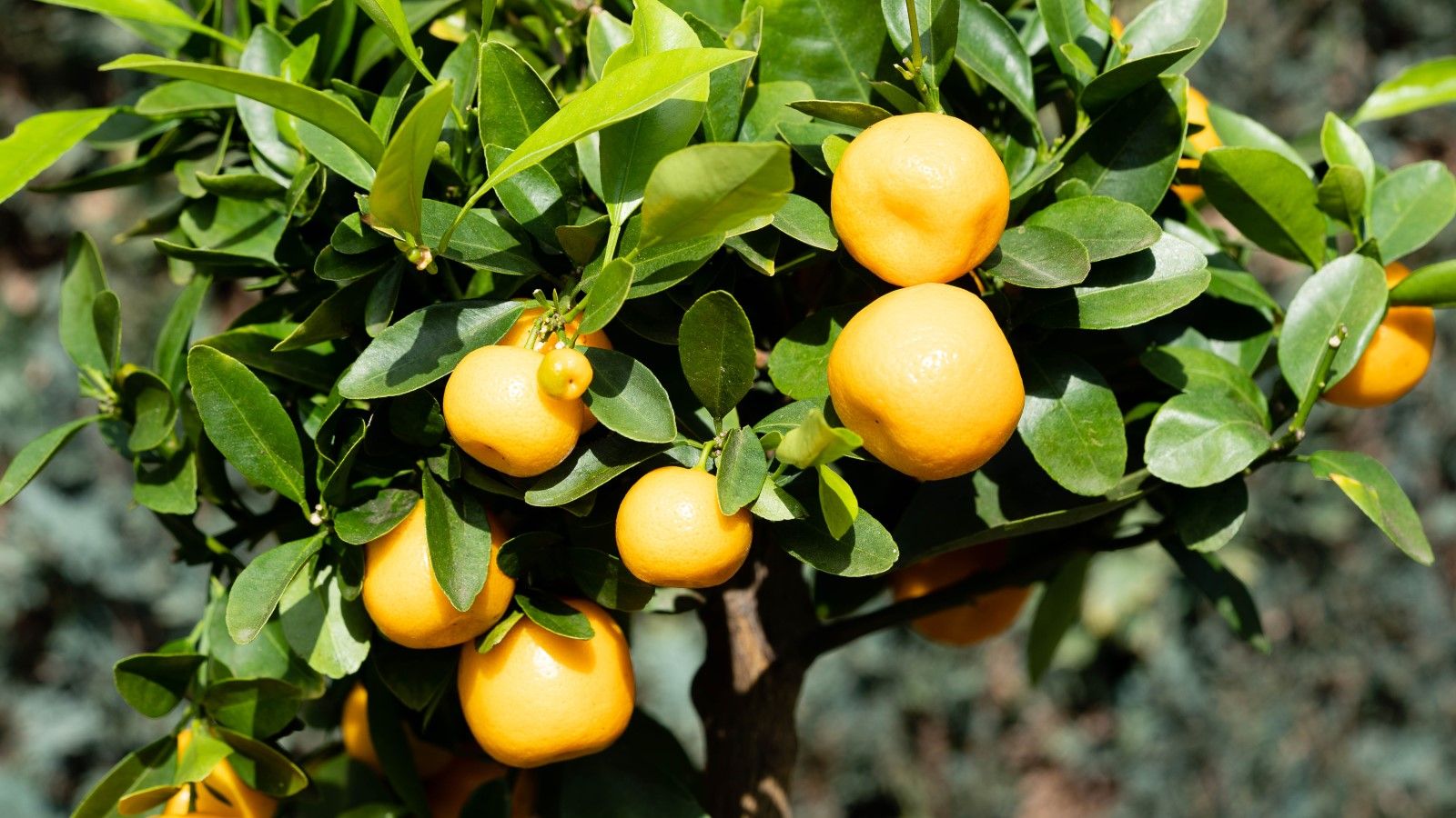 What to plant in zone 9 an expert guide to the…