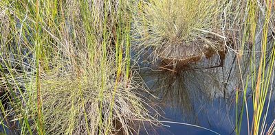 Peat was historically mined overseas because it burns so well. But Australia’s subtropical peat bogs need fire to survive