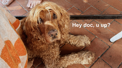 VetChat Is A New Telehealth Service For Your Furry Little Friends That’ll Save You Time & Money