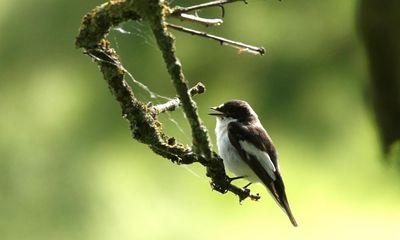 Country diary: These summer migrants are remarkable – and humbling