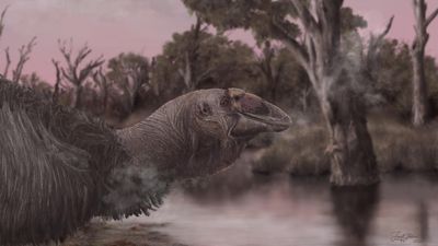 Skull fossil provides gander at giant prehistoric goose