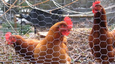 Hens culled, egg shortage as bird flu outbreak spreads