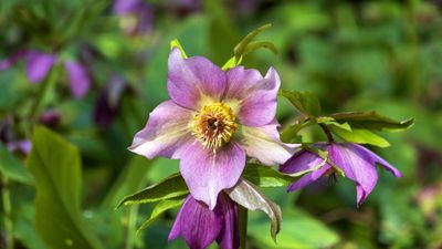 How and when to fertilize hellebores – for healthy plants and better blooming