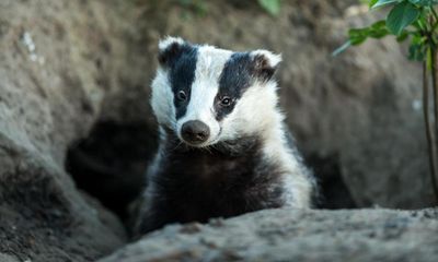 Badger culls to continue in England despite lack of scientific evidence