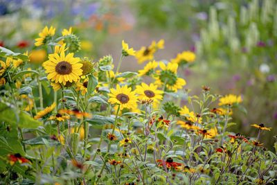 How to Grow Sunflowers — Plant These Sun-Loving Annuals to Brighten Up Your Yard