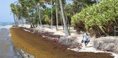 Rotting sargassum is choking the Caribbean’s white sand beaches, fueling an economic and public health crisis