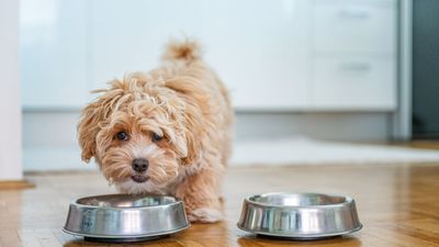 Food aggression in dogs: Vet reveals common causes and tips to help