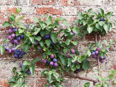 5 Fruits That Are Easy to Grow in June — These Are the Best Choices to Grow Your Own