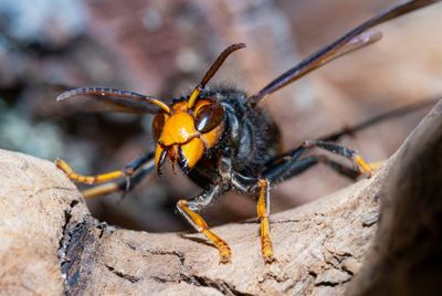 Asian hornets survive UK winter for first time amid spike in sightings