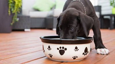 When to start feeding puppies wet food: A vet weighs in on how to wean