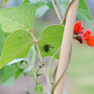 How to get rid of blackfly on plants - Experts recommend 5 ways to control these garden pests naturally