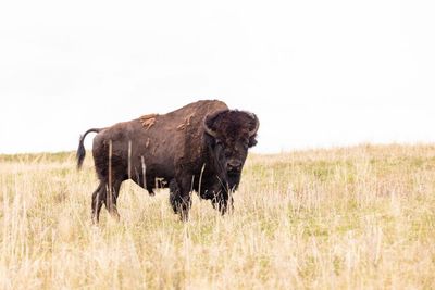 Bison gores elderly woman at Wyoming’s Yellowstone national park