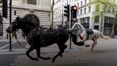Horses injured as they bolted through London set to join King's Birthday Parade after 'remarkable recovery'