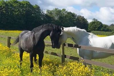 UK military horses injured after bolting across London in April 'recovering with remarkable speed'