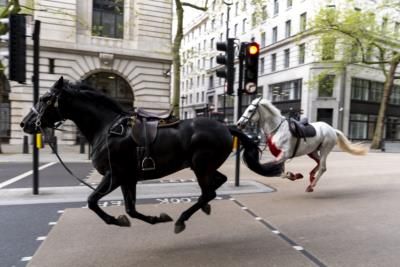 British Army Horses Recovering Well After London Incident