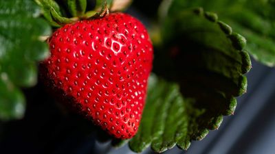 How to grow bigger strawberries – 5 important elements to get right for large and juicy fruits