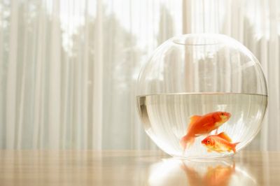 The internet has turned on a man who saved a goldfish left on his lawn