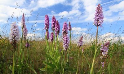 Specieswatch: how the common spotted orchid nurtures its young