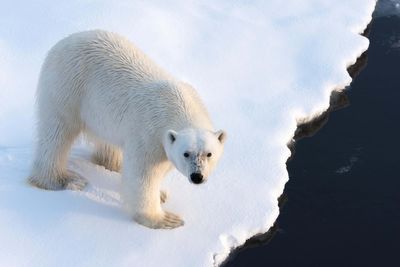 How to cool off with bears and ‘bergs on Arctic holidays this summer