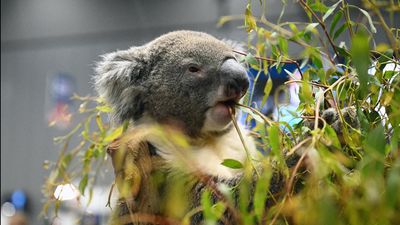 Mining puts enormous koala habitat area at risk: study