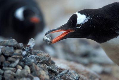 Pebbling: the viral romance trend that humans have stolen from penguins