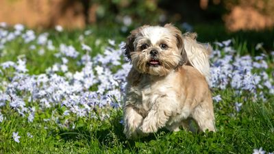 Best pet-friendly ground cover plants – 5 non-toxic plants that don't mind being trampled on