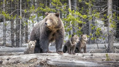 Photographers demonstrate the wrong way to snap Yellowstone's most famous bears