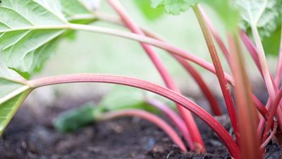 5 common rhubarb mistakes – and how to avoid them