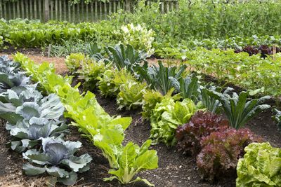 5 Things Expert Vegetable Growers Know to Do to Keep Your Soil Rich and Garden Crops Abundant