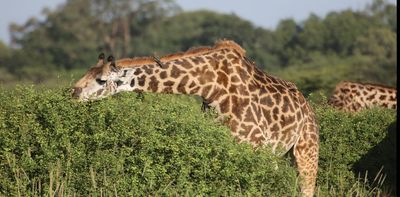 Female giraffes drove the evolution of long giraffe necks in order to feed on the most nutritious leaves, new research suggests