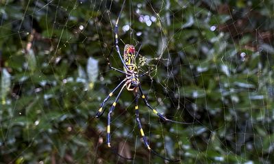 Giant, invasive joro spiders to spread on US east coast – but pose no huge threat