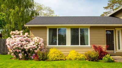 How to get rid of ants in your home and stop them coming back for good
