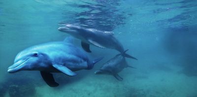 Dolphins vs fishers: both are the losers in the Mediterranean seas off Morocco