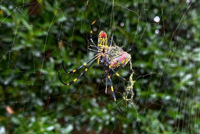 Joro spiders are back in the news. Here's what the experts really think about them