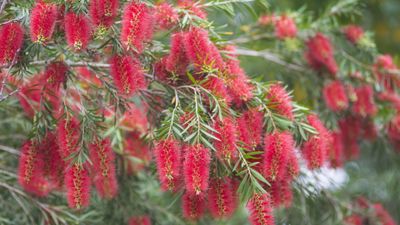 How to grow a bottlebrush plant – for unusual and impactful crimson blooms