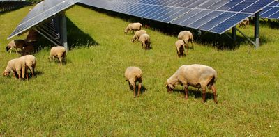 Solar farms can eat up farmland – but ‘agrivoltaics’ could mean the best of both worlds for NZ farmers