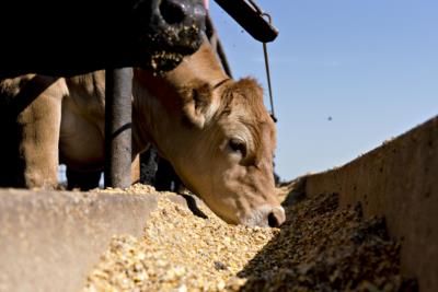 Brazilian Cow Sells For Record  Million At Auction