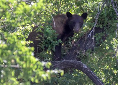 Bear survives hard fall from tree near downtown Salt Lake City